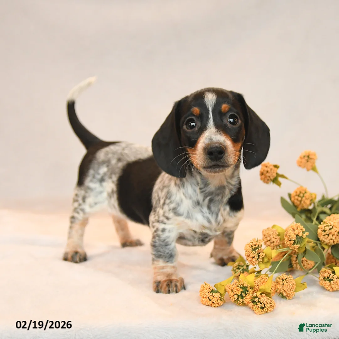 Miniature Dachshund dogs for sale: Oreo - Ad 1