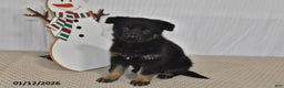 German Shepherd dogs for sale: Kyla - Ad 3