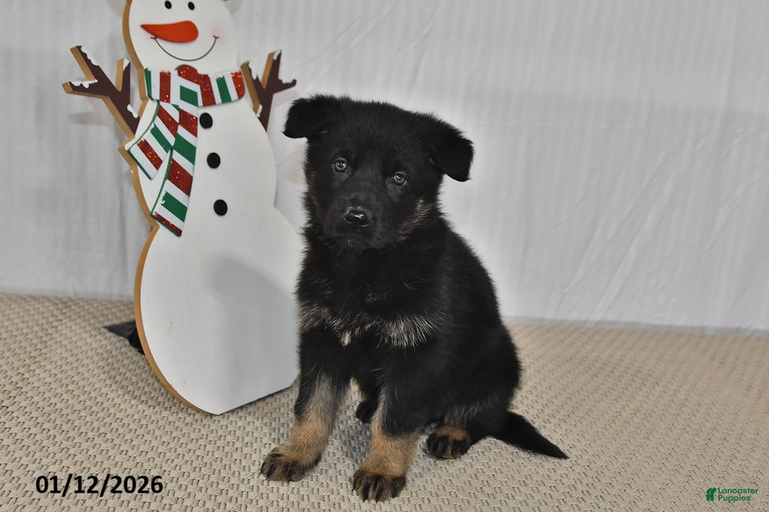 German Shepherd dogs for sale: Kyla - Ad 3