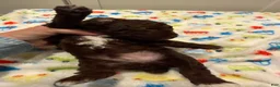 Miniature Poodle dogs for sale: SAMUEL - Ad 3