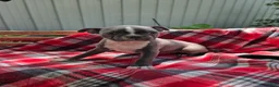 Boston Terrier dogs for sale: Candi - Ad 3