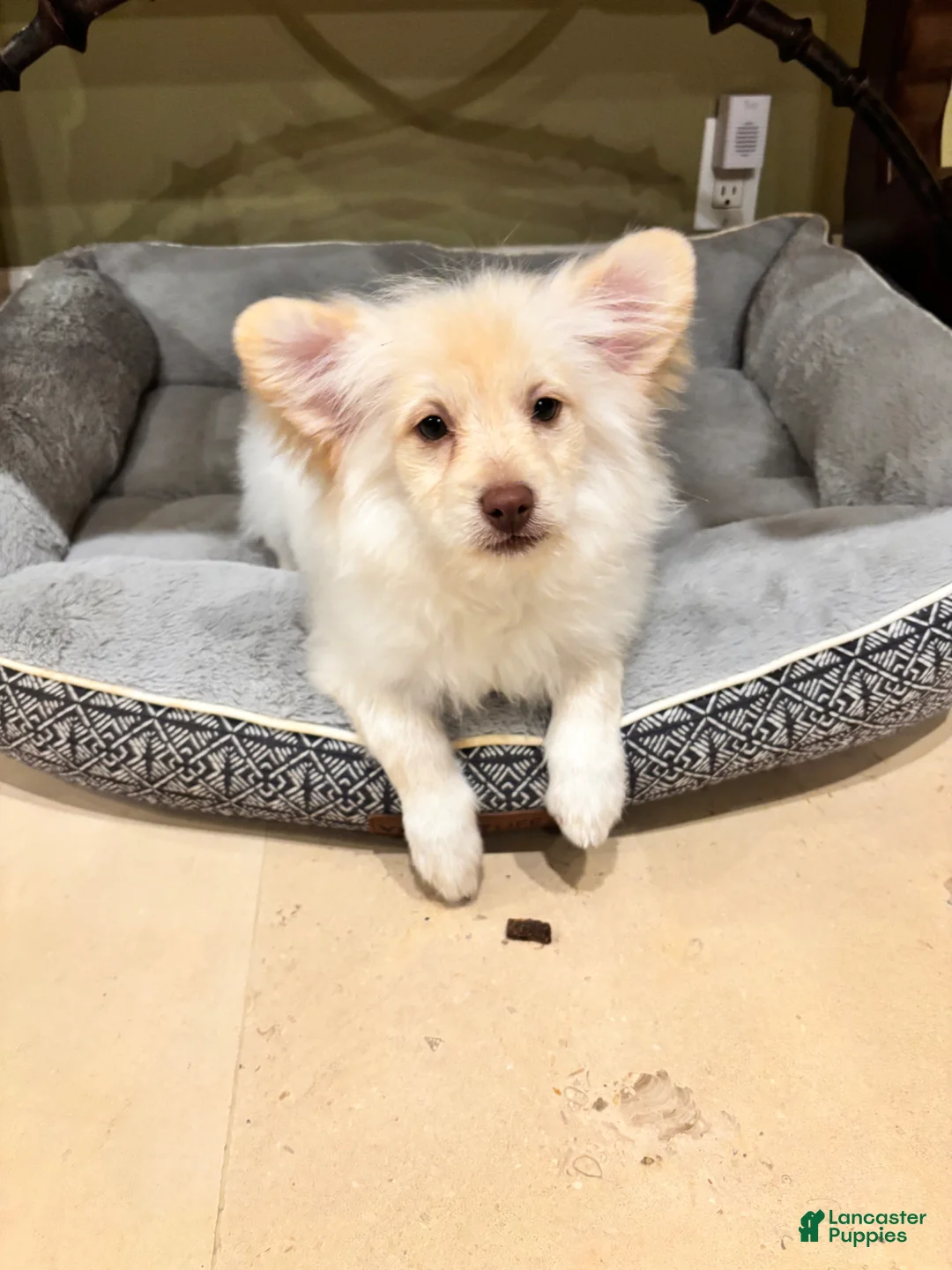 Mixed Breed dogs for sale: Mixed Breed Puppy 1 - Ad 1