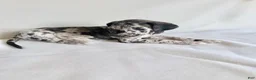 Great Dane dogs for sale: Happy- light pink - Ad 5