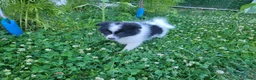 Pomeranian dogs for sale: Oreo - Ad 10