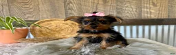 Yorkshire Terrier dogs for sale: Sharla - Ad 3