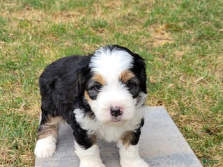 Mini Bernedoodle dogs - Ad 37