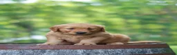 Golden Retriever dogs for sale: Beauty - Ad 8