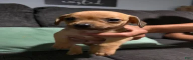 Chiweenie 4