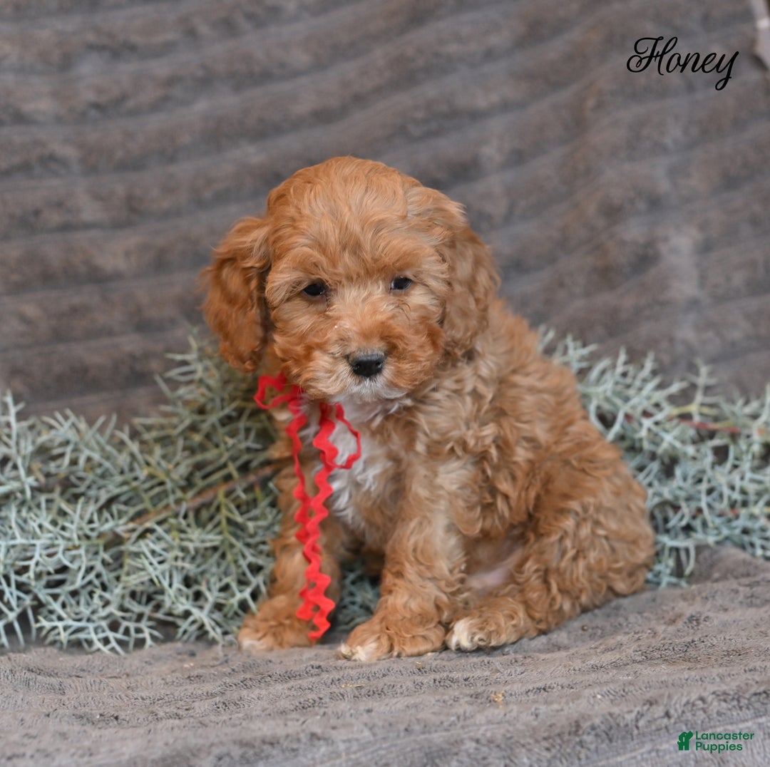Cockapoo dogs for sale: Honey  - Ad 6