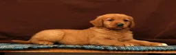 Golden Retriever dogs for sale: Grant - Ad 3