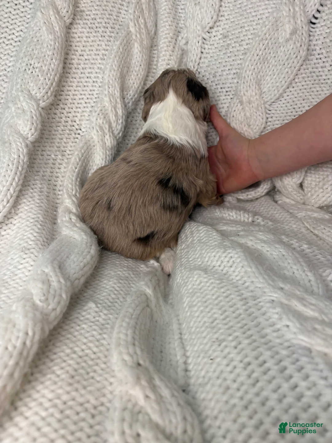 Mini Aussiedoodle dogs for sale: Mini Aussiedoodle Puppy 3 - Ad 3