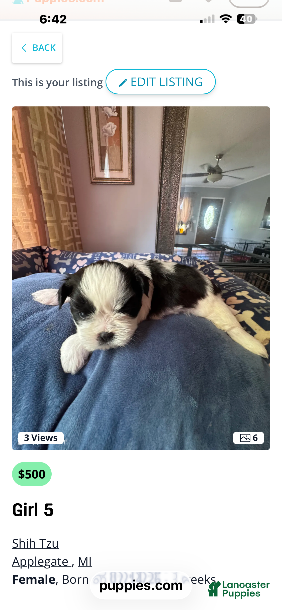 Shih Tzu dogs Shih Tzu 4 - Ad 1