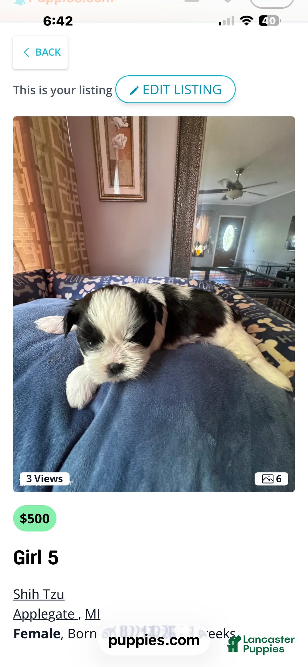 Shih Tzu dogs for sale: Shih Tzu 4 - Ad 1