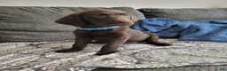 Labrador Retriever dogs for sale: Labrador Retriever Puppy 4 - Ad 2