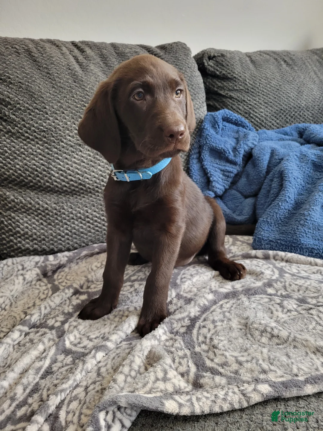 Labrador Retriever dogs for sale: Labrador Retriever Puppy 4 - Ad 2