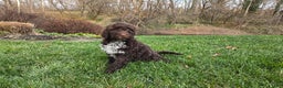 Portuguese Water Dog dogs for sale: Tori - Ad 30