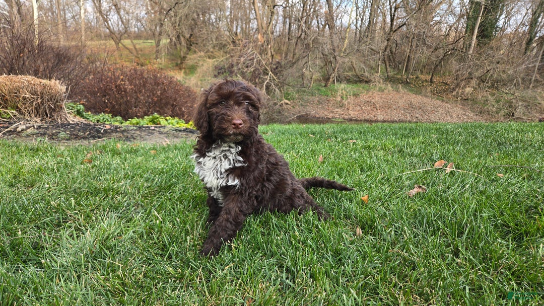 Portuguese Water Dog dogs for sale: Tori - Ad 30