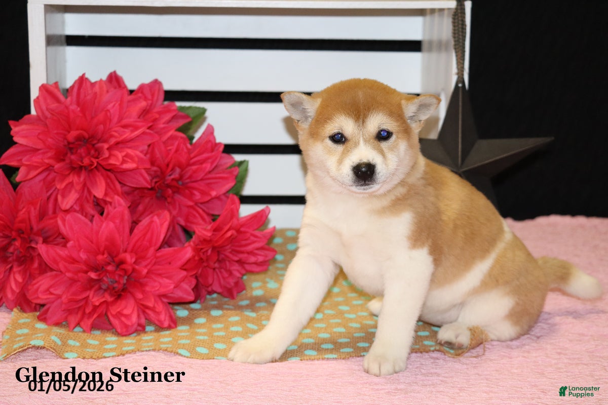 Shiba Inu dogs Harmony - Ad 28