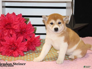 Shiba Inu dogs Harmony - Ad 27