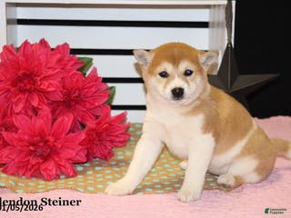 Shiba Inu dogs Harmony - Ad 36