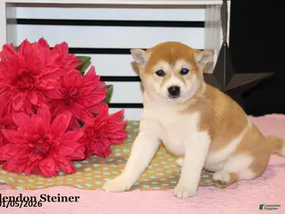 Shiba Inu dogs Harmony - Ad 11
