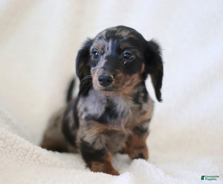 Miniature Dachshund dogs for sale: Whisper - Ad 3
