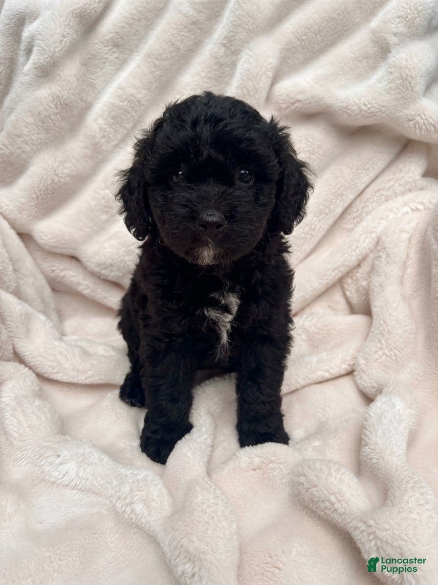 Aussiedoodle Miniature