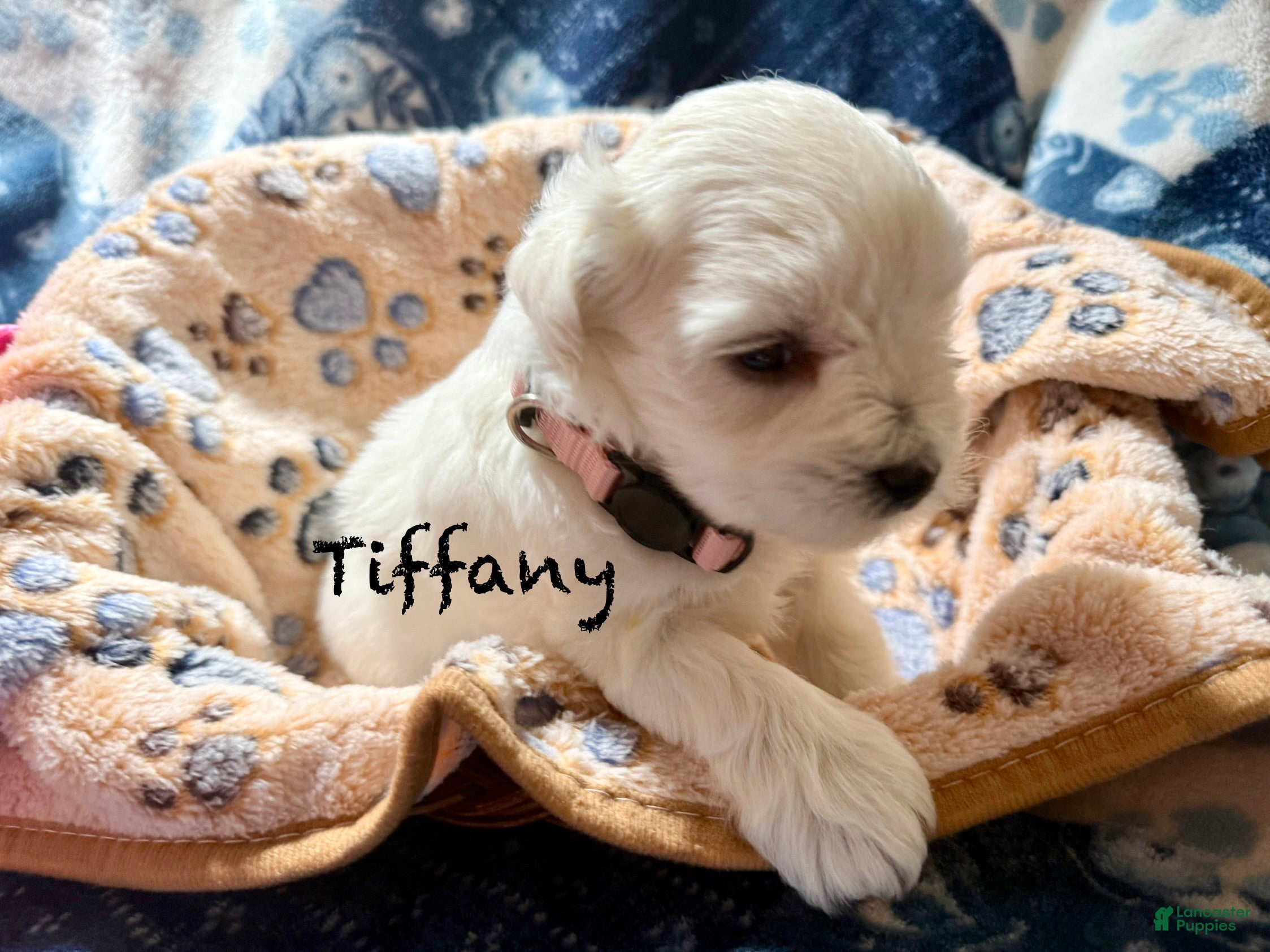 Miniature Schnauzer dogs for sale: Tiffany - Ad 3