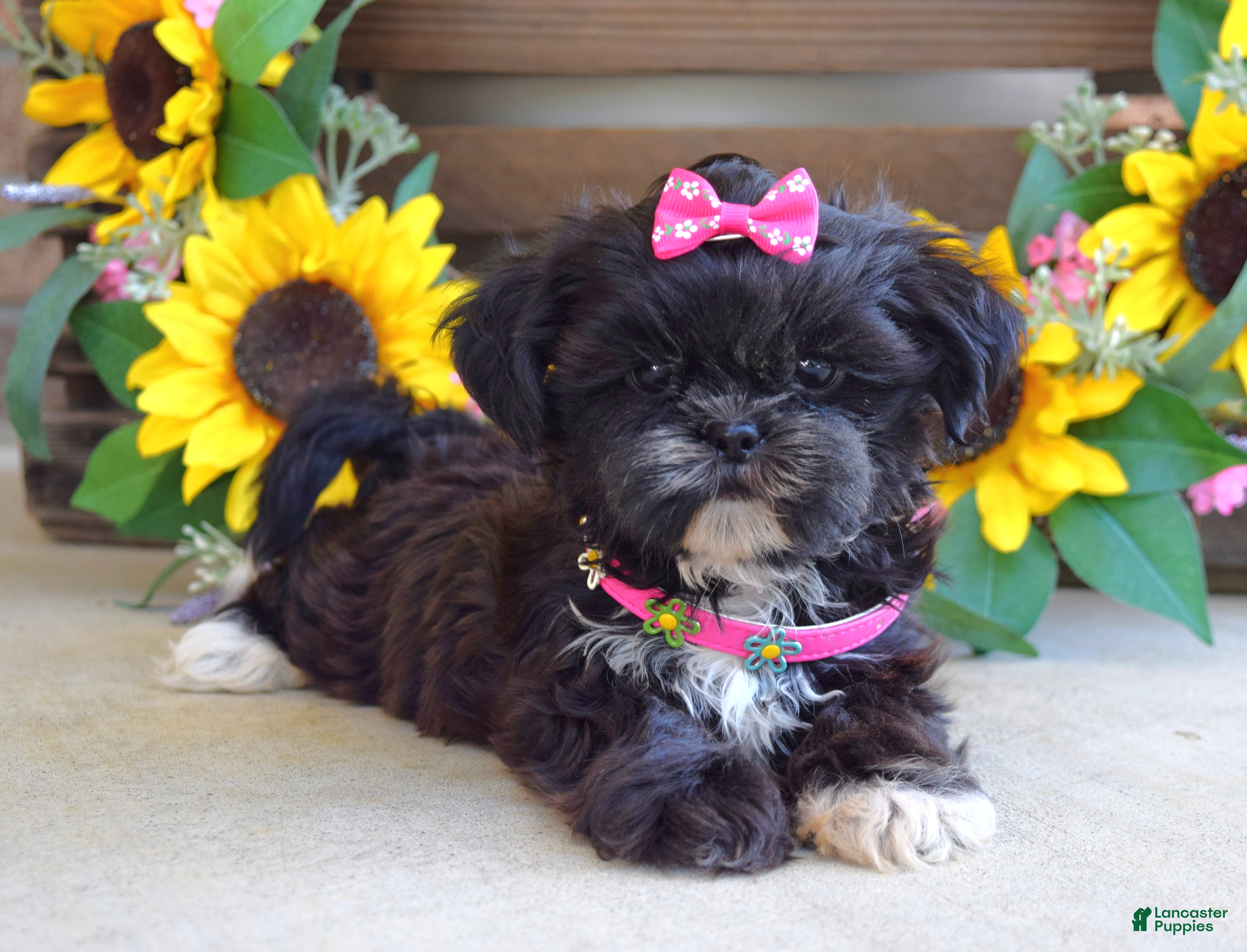 Shih Tzu dogs Riley - Ad 2