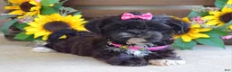 Shih Tzu dogs for sale: Riley - Ad 2