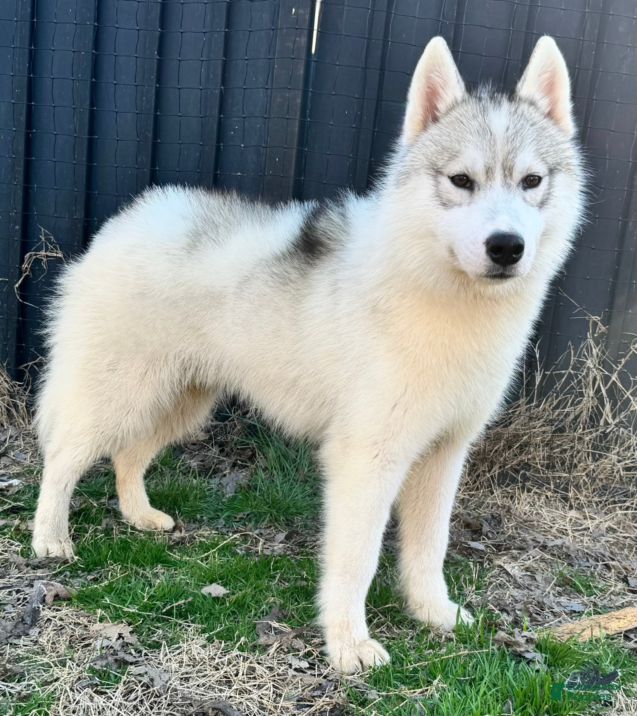 Siberian Husky dogs Benji - Ad 24