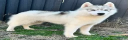 Siberian Husky dogs for sale: Neutered-Benji - Ad 1