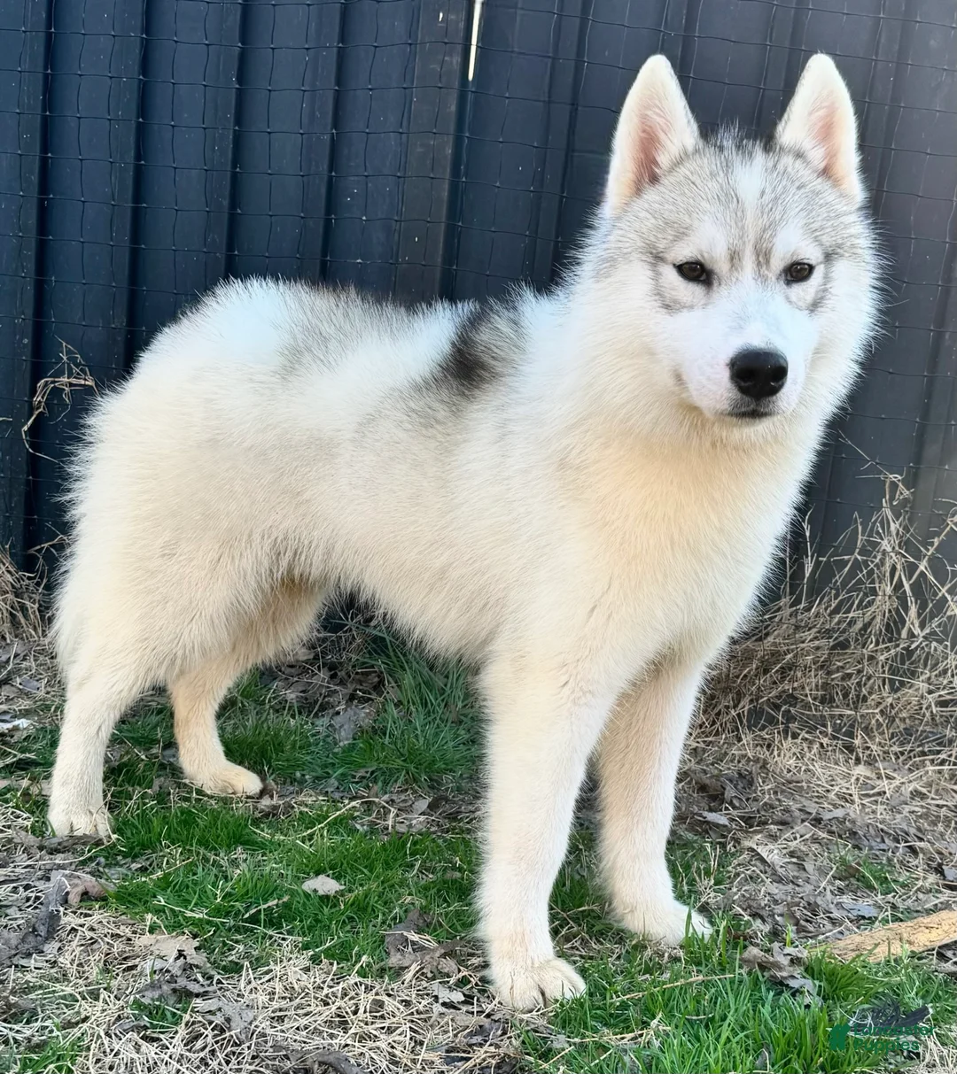 Siberian Husky dogs for sale: Neutered-Benji - Ad 1