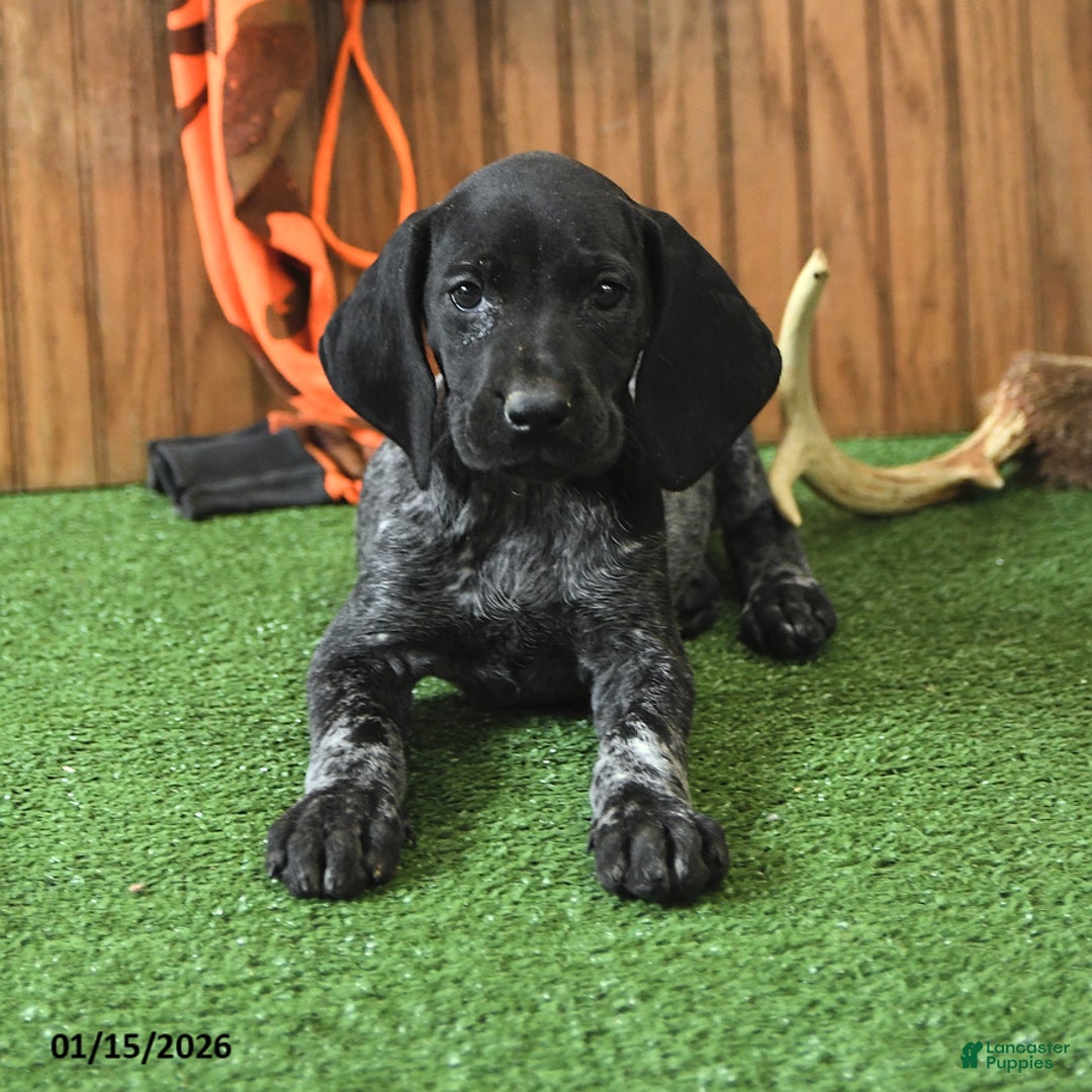 German Shorthaired Pointer dogs for sale: Cuddles - Ad 4