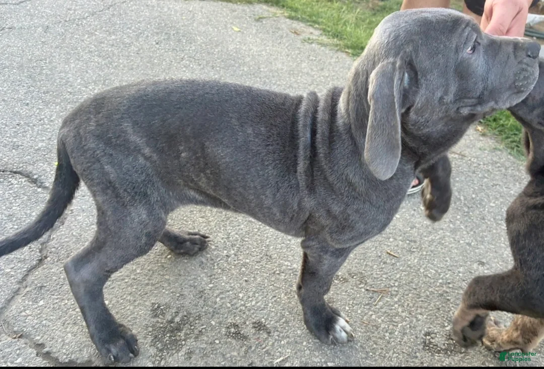 Cane Corso dogs for sale: ATHENA - Ad 2