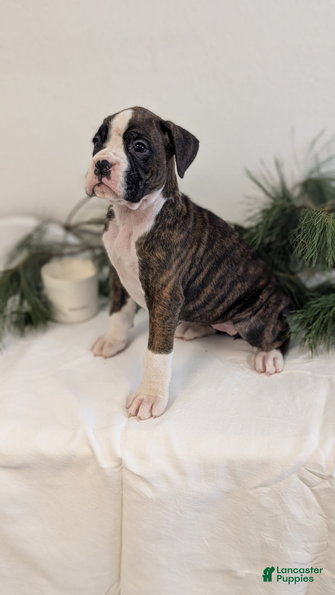 Boxer dogs for sale: Fifi - Ad 9