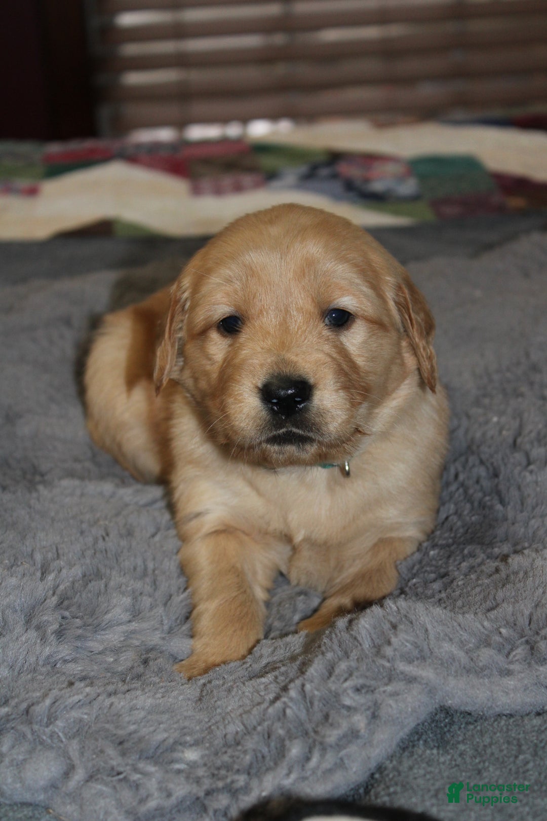 Golden Retriever dogs for sale: Farrah - Ad 7