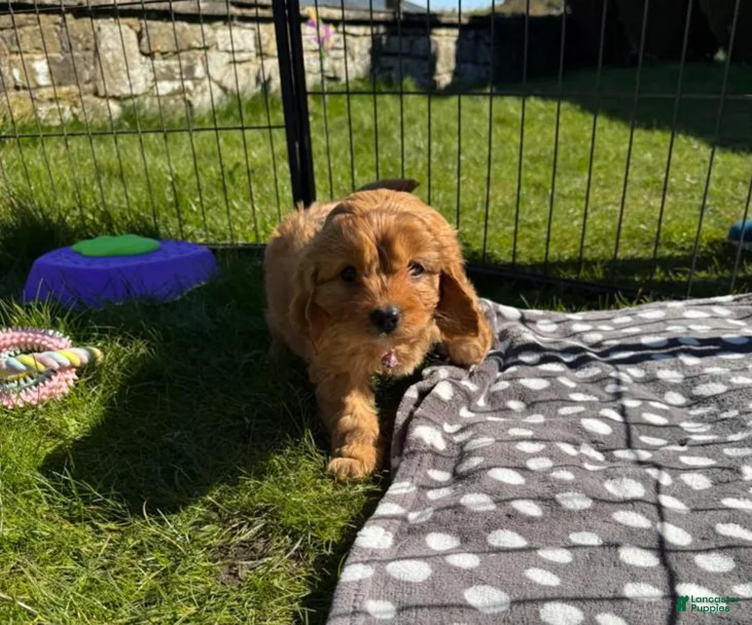 Cavapoo dogs for sale: Cindy - Ad 1