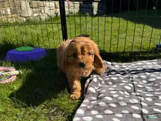 Cavapoo dogs Cindy - Ad 12