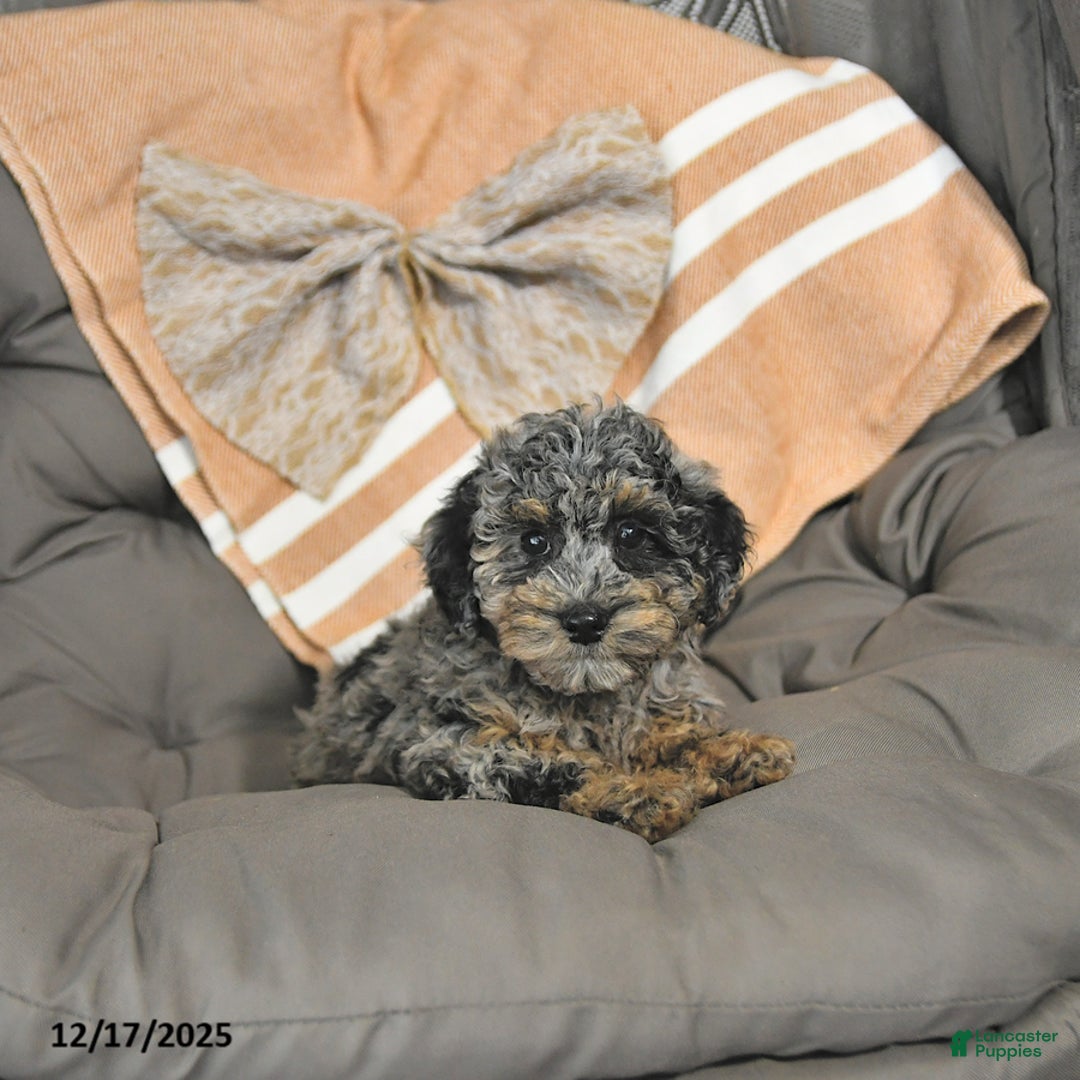 Miniature Poodle dogs for sale: Annie - Ad 4