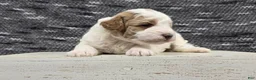 Miniature Poodle dogs for sale: Max - Ad 3