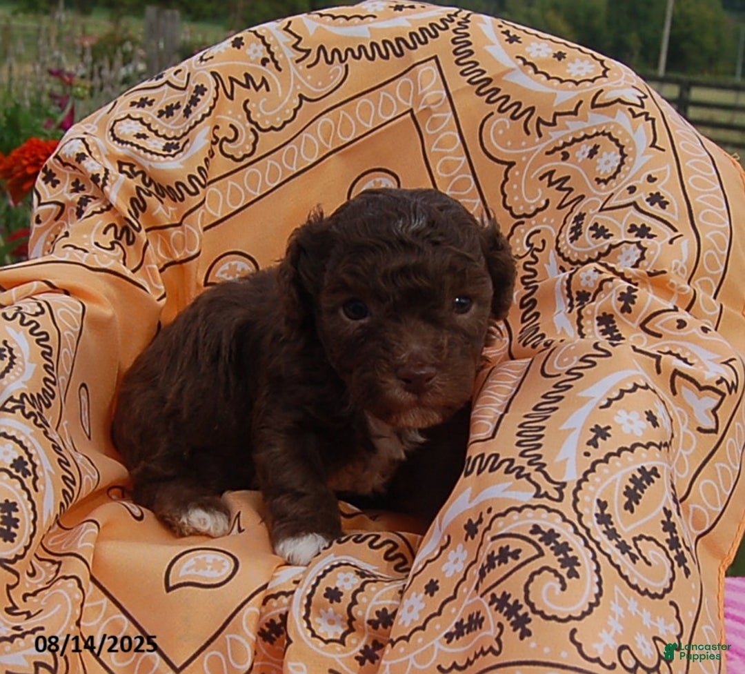 Toy Poodle dogs for sale: Bobbie - Ad 6