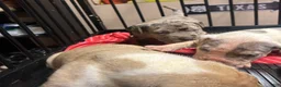 American Bully dogs for sale: American Bully Puppy 4 - Ad 5