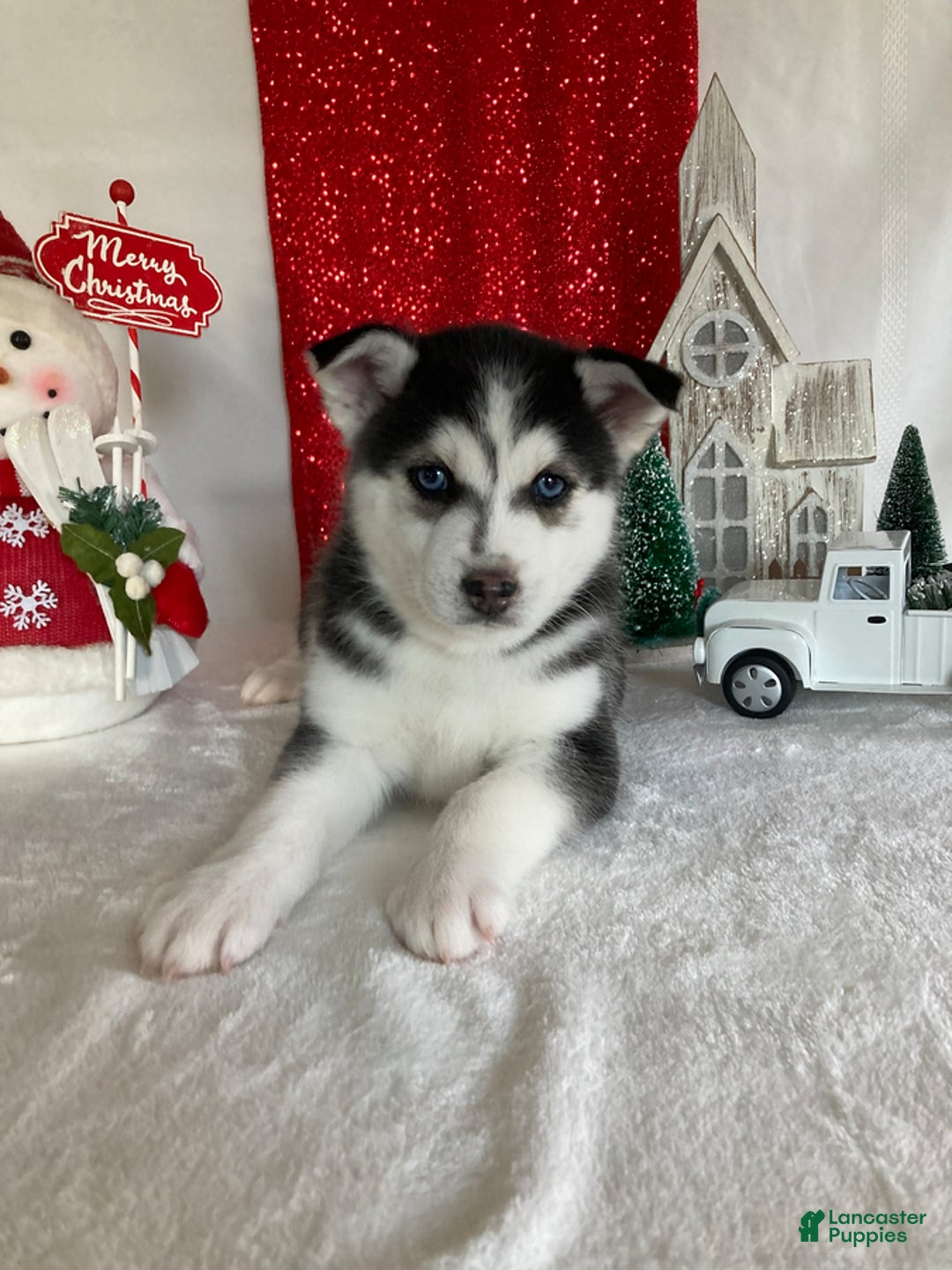 Pomsky dogs for sale: Mike - Ad 2