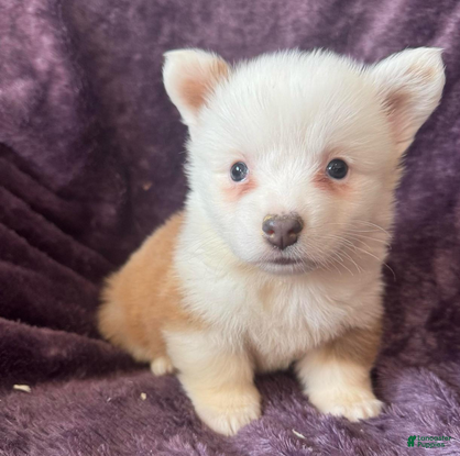 Mixed Breed dogs Jasper (fluffy) - Ad 2