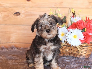 Miniature Schnauzer dogs - Ad 22