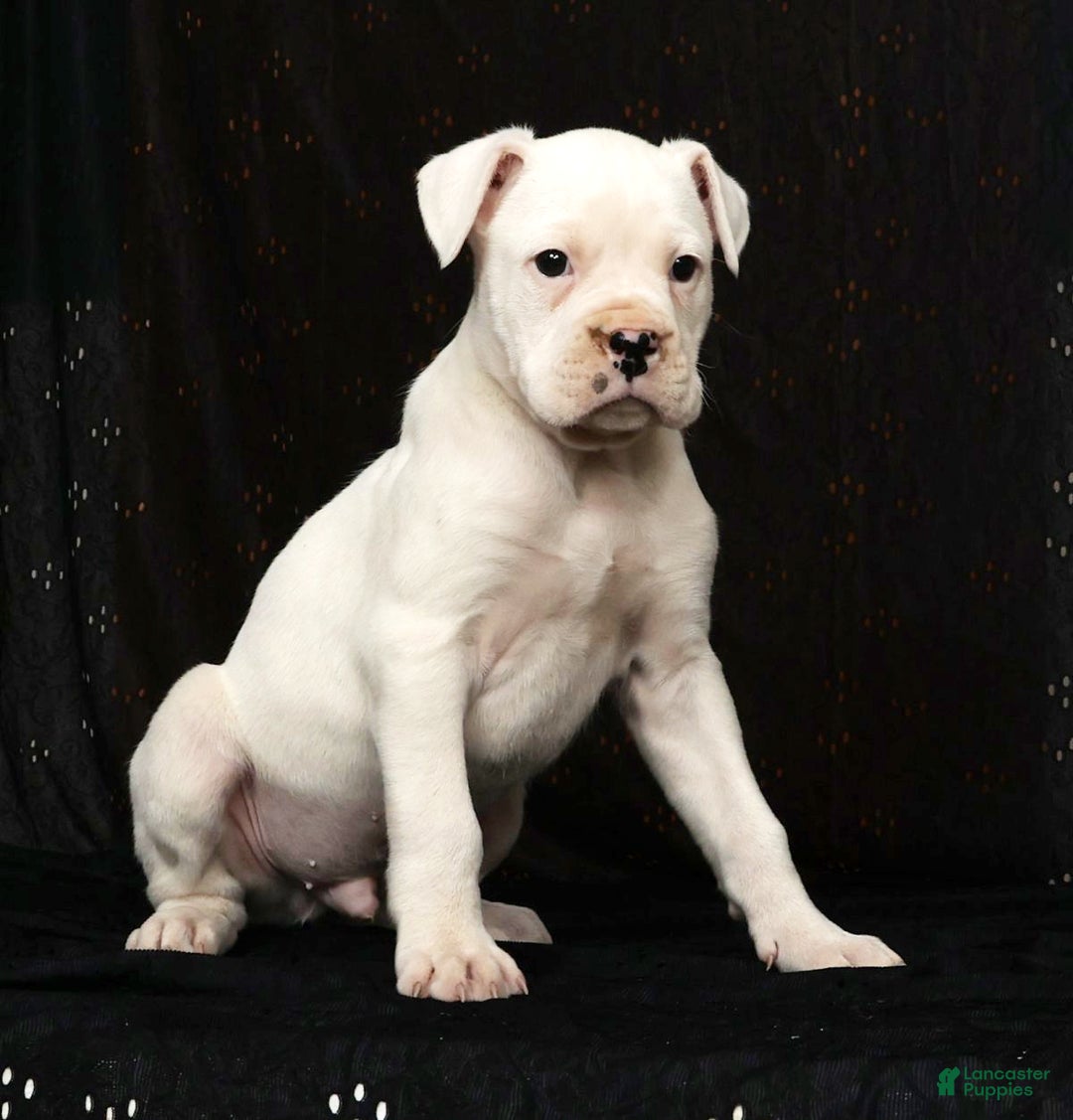 Boxer dogs for sale: Alex - Ad 5