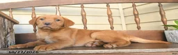 Labrador Retriever dogs for sale: Cinnamon - Ad 5