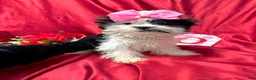 Shih Tzu dogs for sale: Joker  - Ad 9