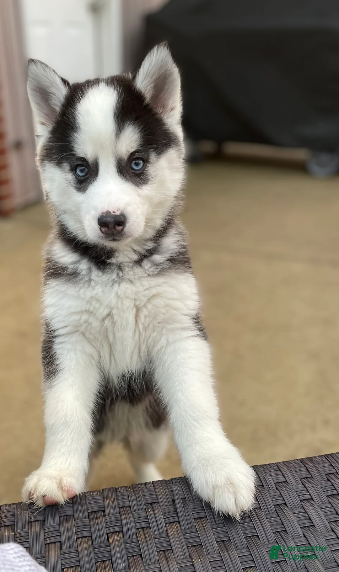 Gallery Image {{count}}